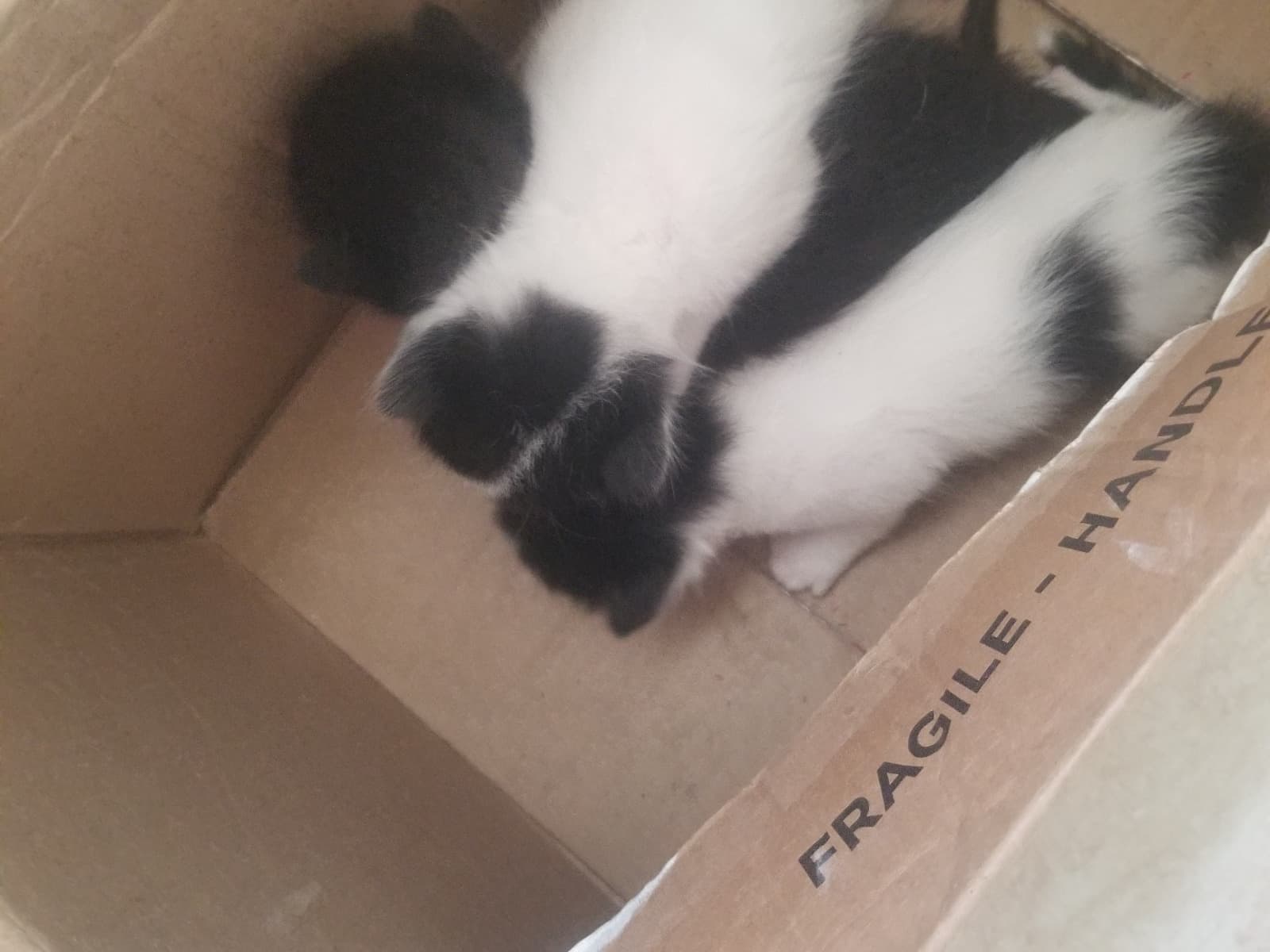 Support little kitten