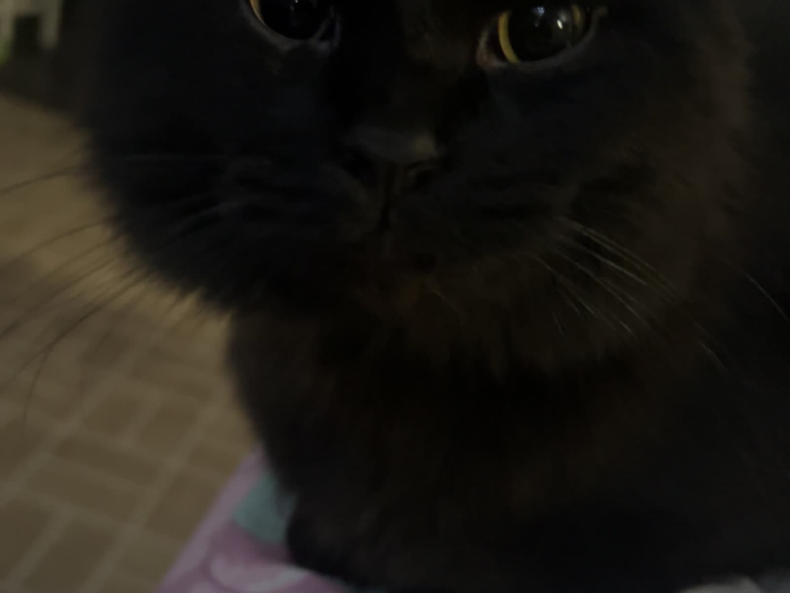 My kitten needs a vet!! Emergency!!