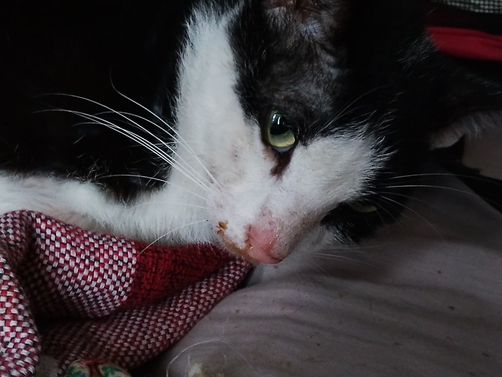Help my cat